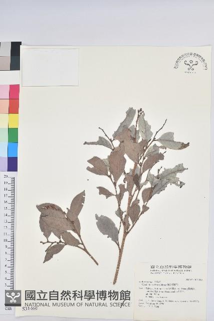 細葉饅頭果藏品圖，第1張