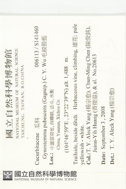 毛絞股藍藏品圖，第2張