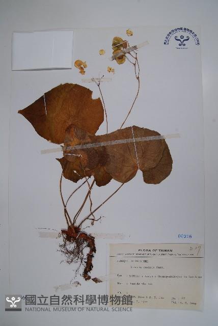 蘭嶼秋海棠藏品圖，第1張