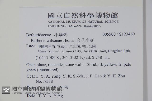 金花小蘗藏品圖，第2張