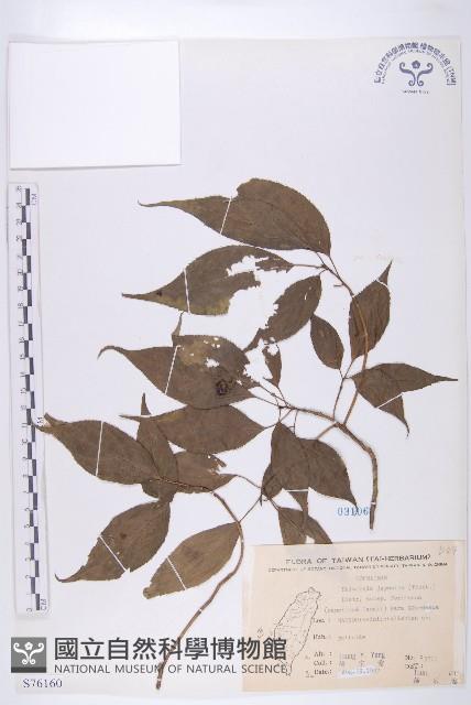 臺灣青莢葉藏品圖，第1張