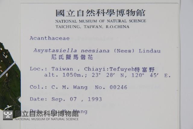 尼氏擬馬偕花藏品圖，第2張