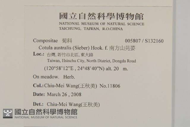 南方山芫荽藏品圖，第2張