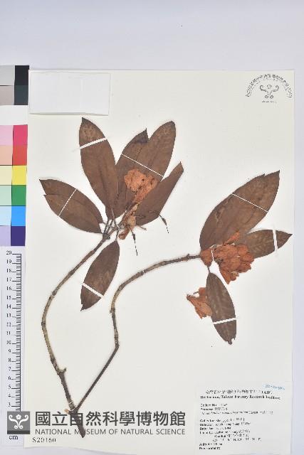 玉山杜鵑藏品圖，第1張