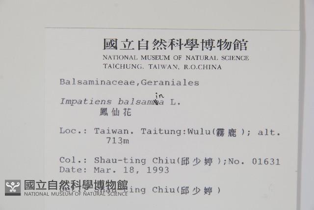 鳳仙花藏品圖，第2張