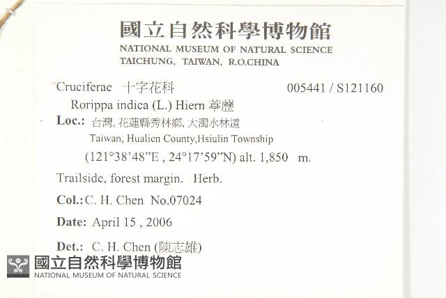 葶藶藏品圖，第2張