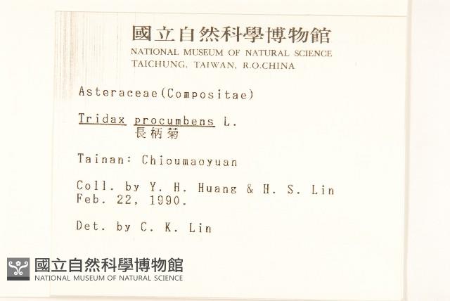 長柄菊藏品圖，第2張