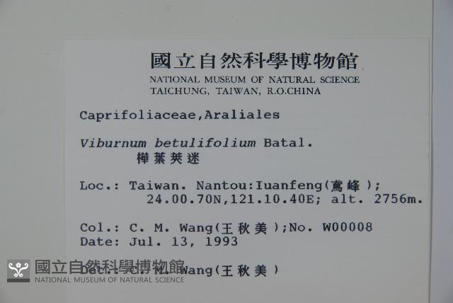 樺葉莢迷、玉山莢迷藏品圖，第2張