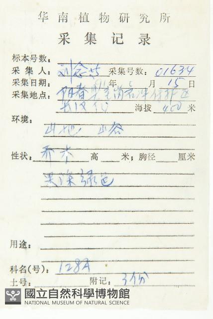 美脈杜英藏品圖，第2張