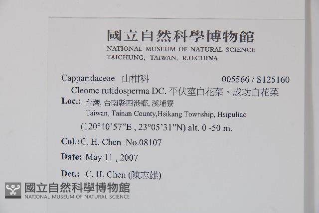 平伏莖白花菜、成功白花菜藏品圖，第2張