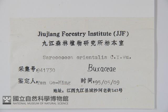 東方野扇花藏品圖，第2張