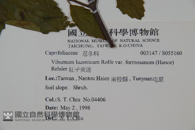 紅子莢迷藏品圖，第2張