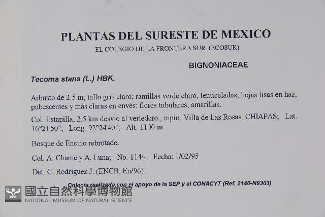 黃鐘花藏品圖，第2張