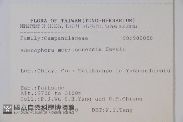 玉山沙參藏品圖，第2張