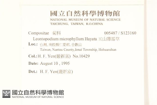 玉山薄雪草藏品圖，第2張