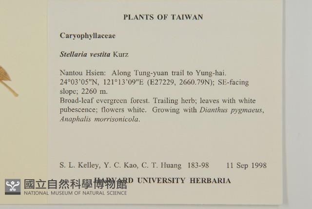 疏花繁縷藏品圖，第2張