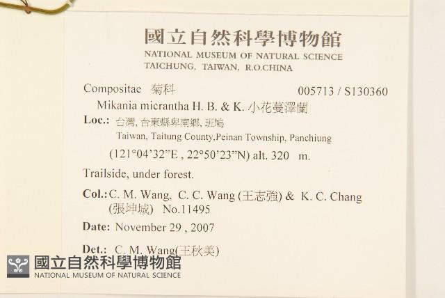 小花蔓澤蘭藏品圖，第2張