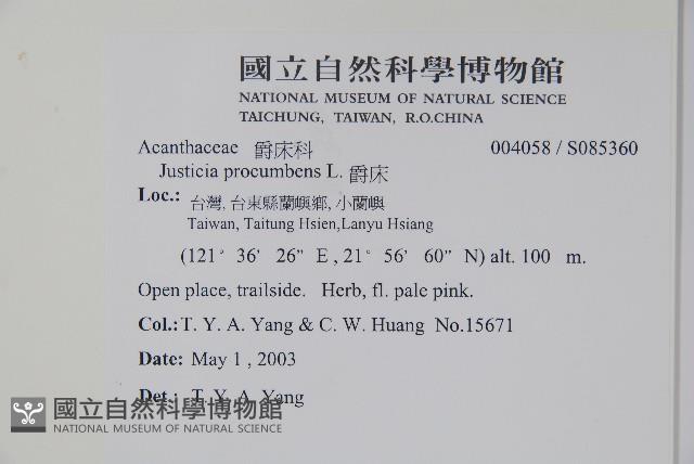 爵床藏品圖，第2張