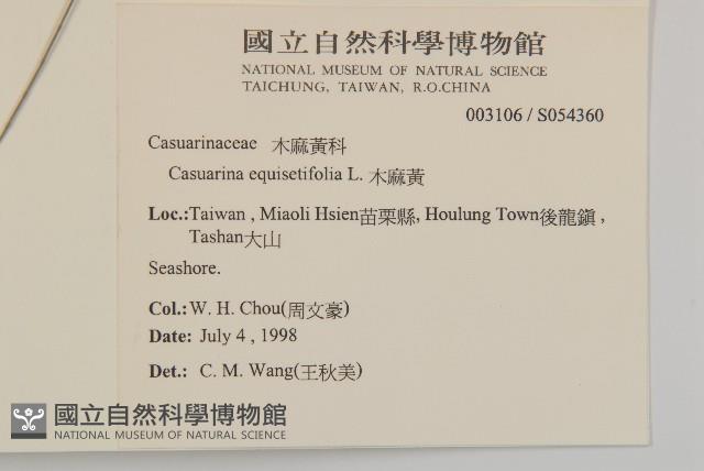 木麻黃藏品圖，第2張