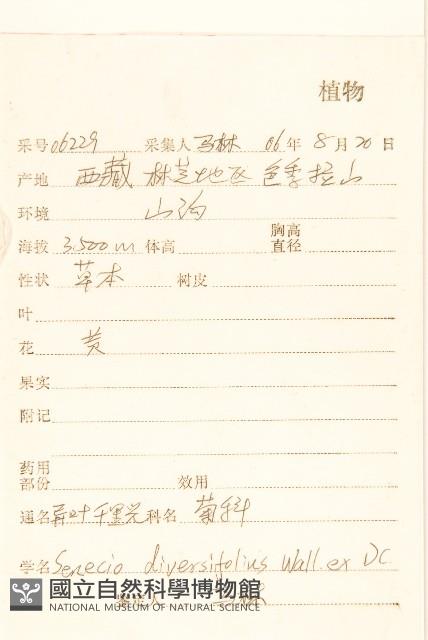 異葉千里光藏品圖，第2張