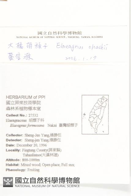 大橋胡頹子藏品圖，第2張