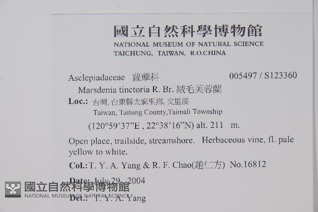 絨毛芙蓉蘭藏品圖，第2張