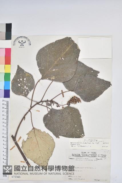 白匏子藏品圖，第1張