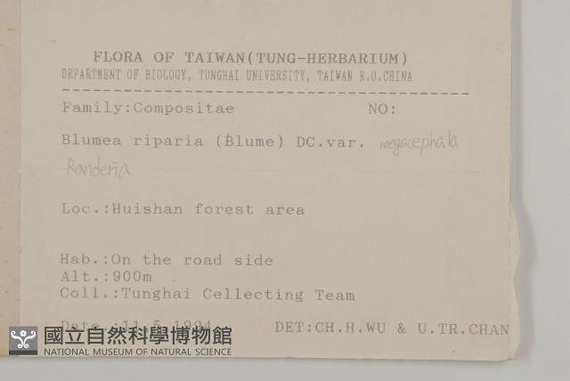 大頭艾納香藏品圖，第2張