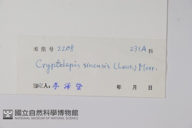 隱鱗藤藏品圖，第2張
