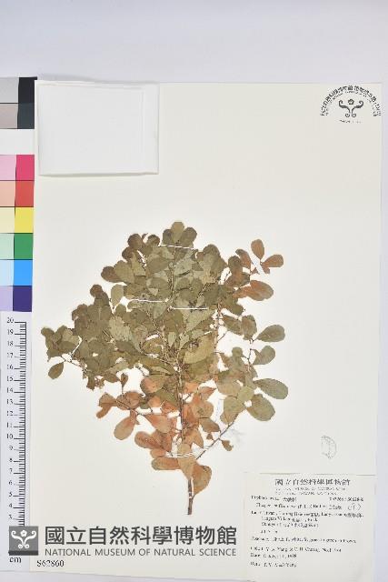 白飯樹藏品圖，第1張