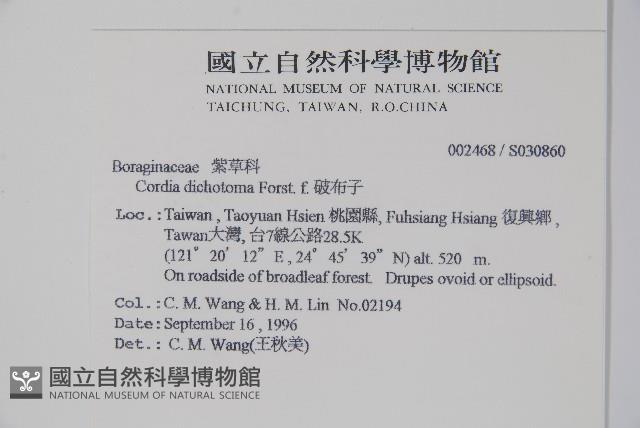 破布子藏品圖，第2張