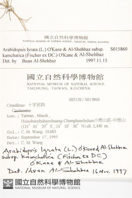 玉山筷子芥藏品圖，第2張