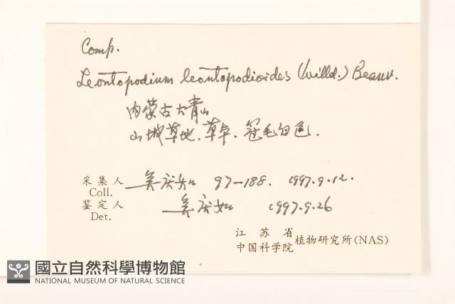 火絨草藏品圖，第2張