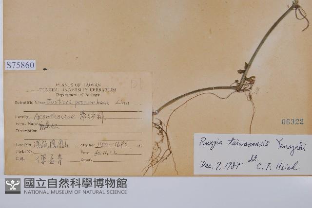 臺灣明萼草藏品圖，第2張