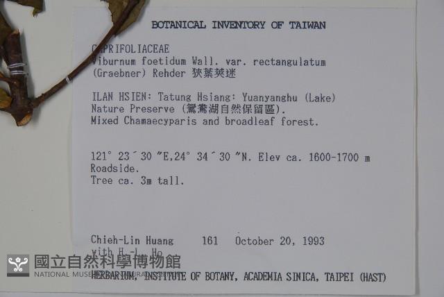 狹葉莢迷藏品圖，第2張