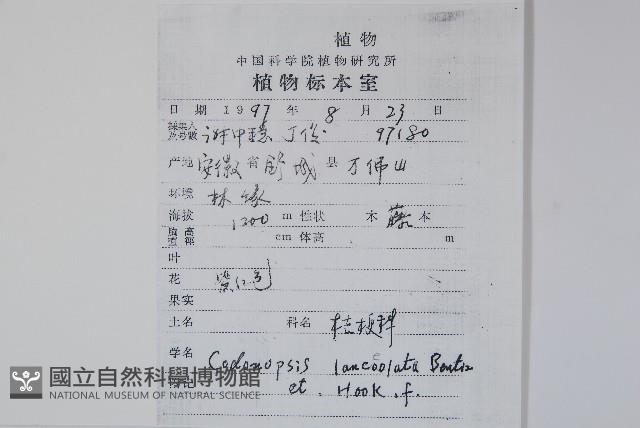 羊乳、四葉參藏品圖，第2張