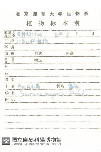 華北鳳毛菊藏品圖，第2張