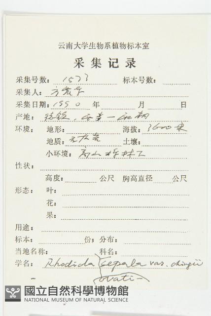 線萼紅景天藏品圖，第2張