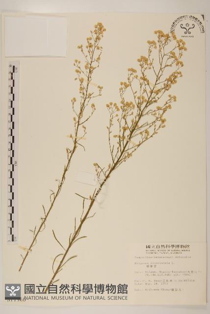 野塘蒿藏品圖，第1張