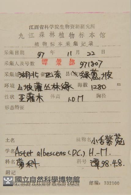 小舌紫菀藏品圖，第2張