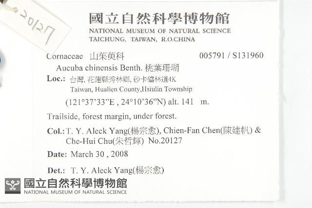 桃葉珊瑚藏品圖，第2張