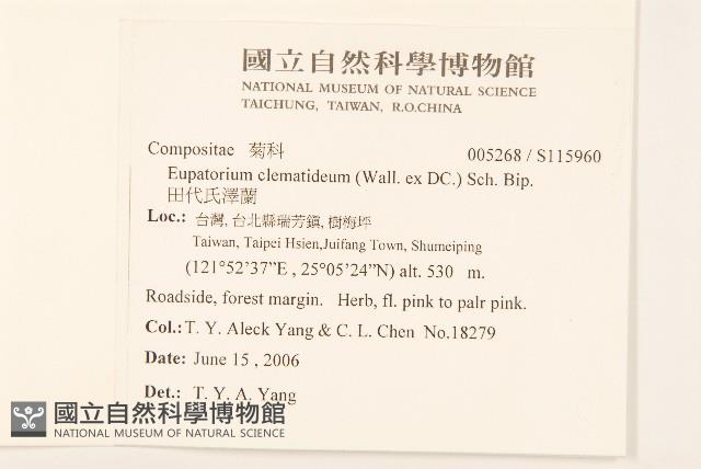 田代氏澤蘭藏品圖，第2張