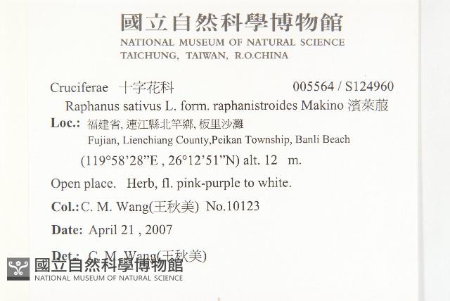 濱萊菔藏品圖，第2張