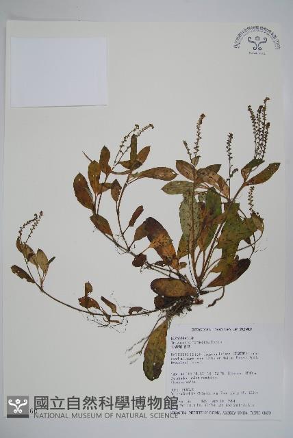 臺灣附地草藏品圖，第1張