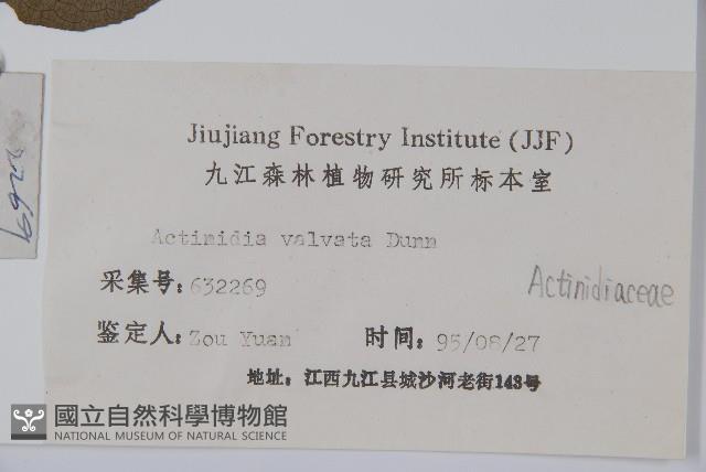 對萼獼猴桃藏品圖，第2張