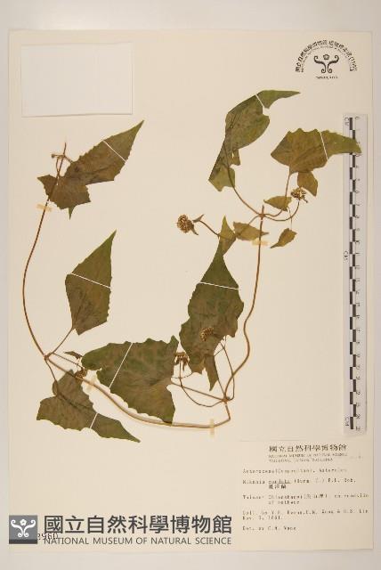 蔓澤蘭藏品圖，第1張