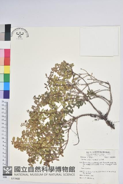 高山白珠樹藏品圖，第1張