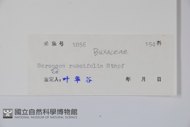 野扇花藏品圖，第2張