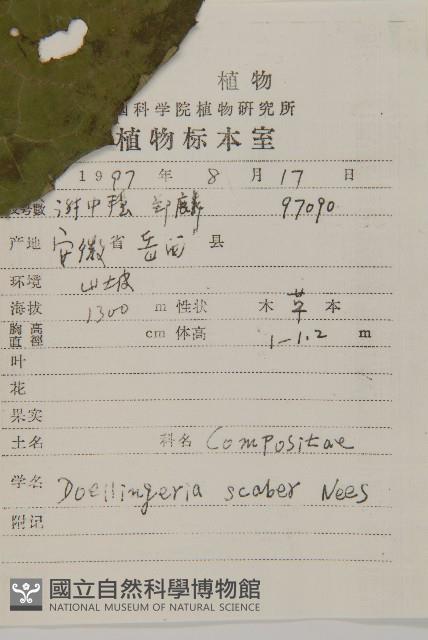 東風菜藏品圖，第2張