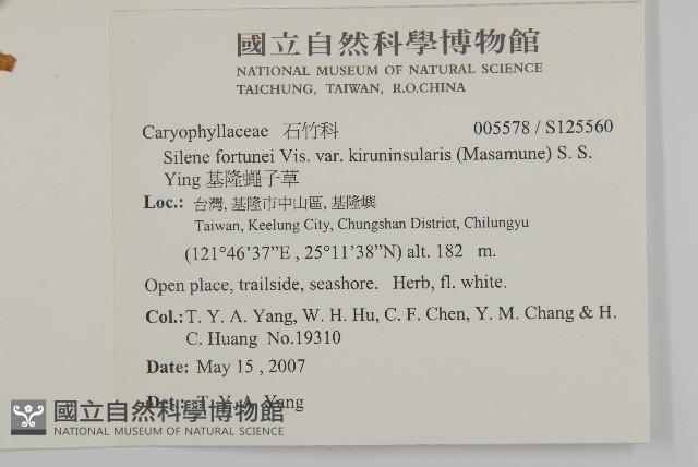 常綠莢迷藏品圖，第2張